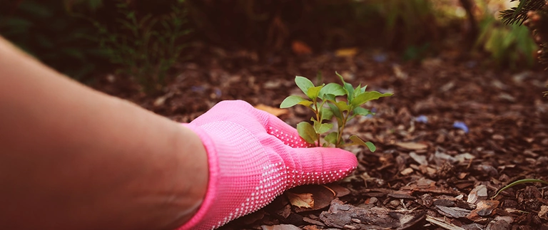 Gloved hand pulling a weed from a mulched landscape bed in Fort Worth