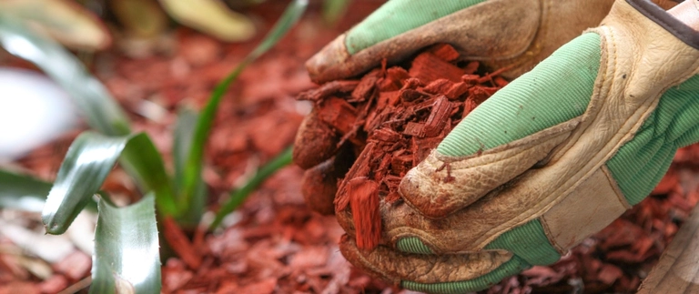 Gloved hands spreading red mulch around plants in a Westworth Village landscape bed
