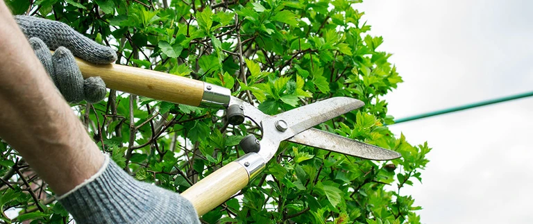 Gloved hands trimming a green hedge with hand shears in Fort Worth