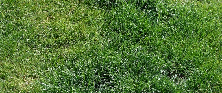 Overgrown green grass in need of mowing at a Fort Worth home