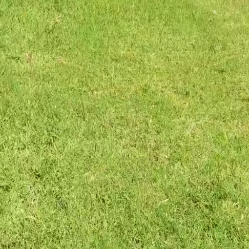 Take-All Root Rot in Fort Worth St. Augustine Lawns: Diagnosis, Treatment, and What Won't Work