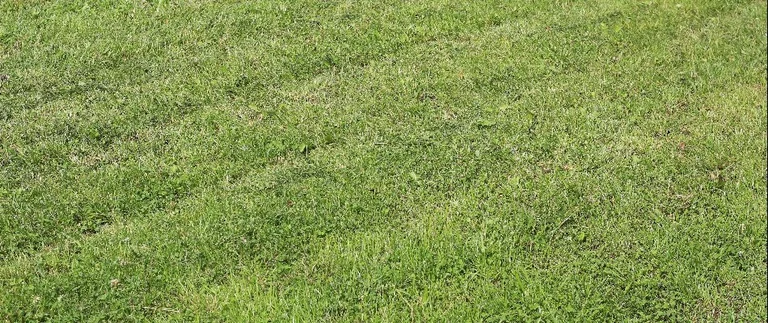 Freshly mowed green lawn with visible mowing stripes in Fort Worth yard
