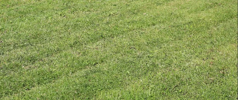 Freshly mowed green grass lawn showing uneven, choppy cuts in Fort Worth