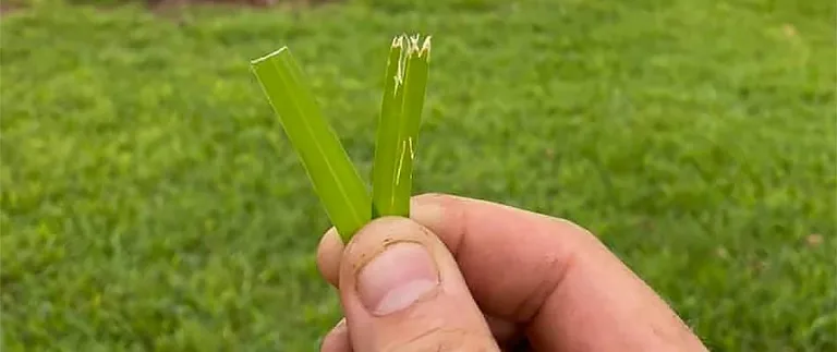 Hand holding grass blades showing torn versus clean mower blade cuts on Fort Worth lawn