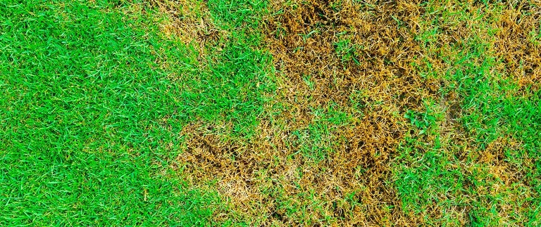 Healthy green lawn beside brown patch disease damage in Fort Worth turf
