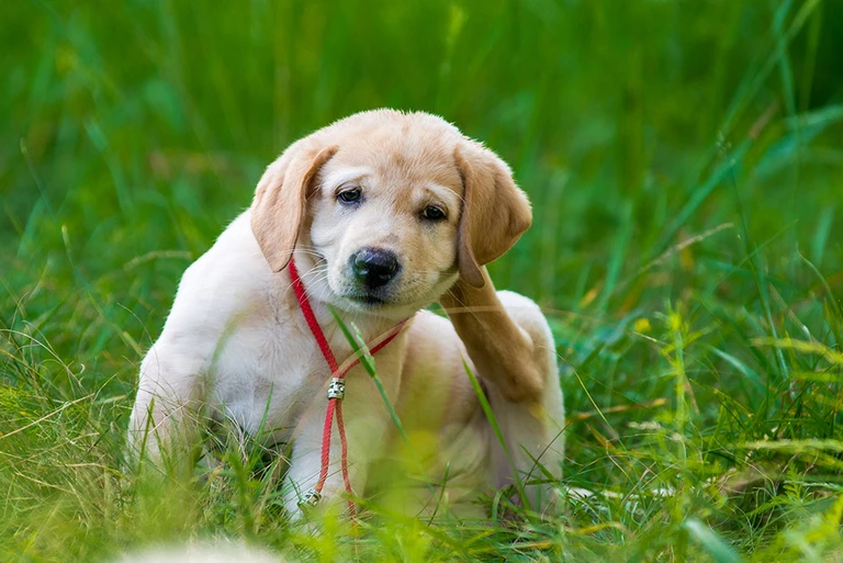 Yellow Labrador puppy scratching at fleas in tall green grass
