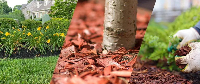 Mulched landscape beds, red mulch around a tree, and gloved hands spreading mulch