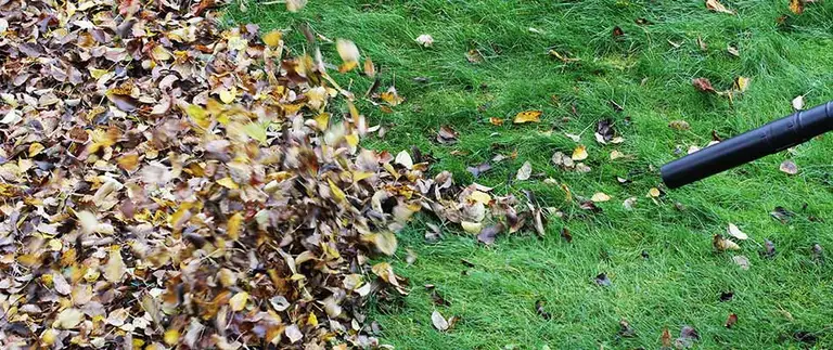 Leaf blower clearing fallen leaves from a green lawn during fall cleanup