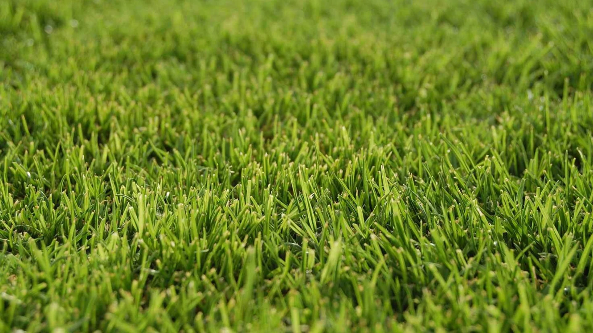 Close-up of thick, healthy green grass, the dense turf that crowds out grassburs