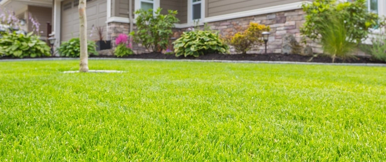 Healthy green front lawn free of armyworm damage at a Fort Worth home