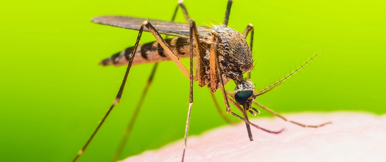Close-up of a mosquito biting human skin, pest control in Avondale, TX