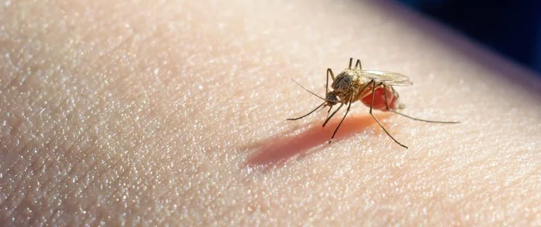 Close-up of a mosquito biting human skin, showing need for perimeter pest control