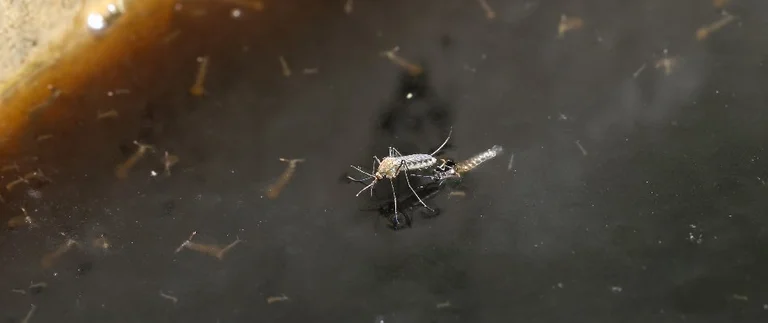 Mosquito laying eggs on standing water