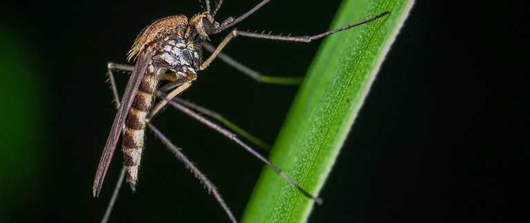 Close-up of a mosquito resting on a green blade of grass in Willow Park, TX