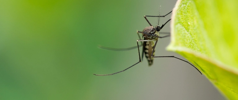 Close-up of a mosquito perched on a green leaf edge