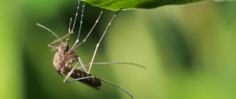 Close-up of a mosquito clinging to the underside of a green leaf