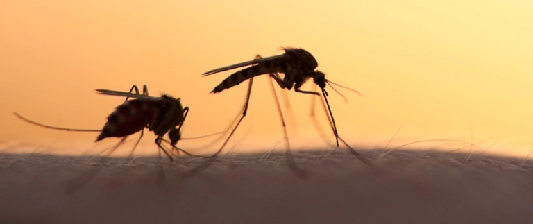 Two mosquitoes biting human skin at sunset, mosquito control in North Richland Hills