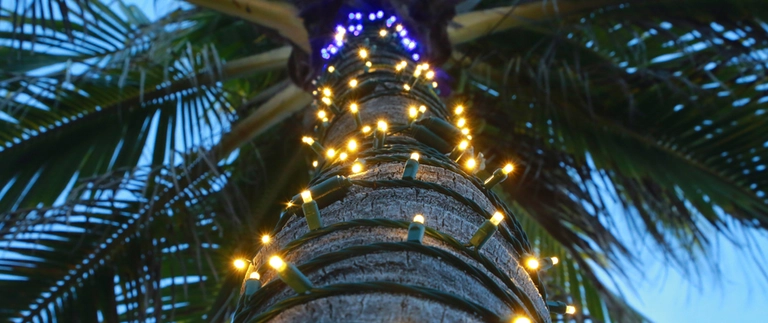 Warm holiday string lights wrapped up a palm tree trunk at dusk