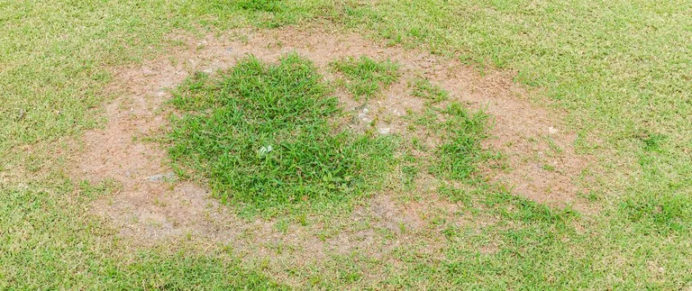 Circular brown patch lawn disease damaging Fort Worth grass with bare thinning turf