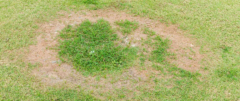 Brown fungus ring in Haslet lawn needing disease treatment and fertilization