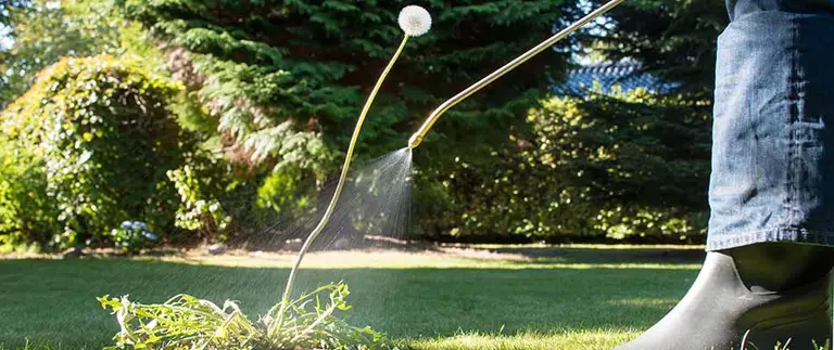 Technician spraying weed control on dandelions in a Fort Worth lawn