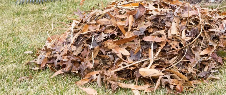 Leaf pile on a lawn in Texas