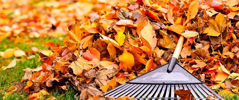 Rake beside a pile of fall leaves during leaf removal service on a green lawn