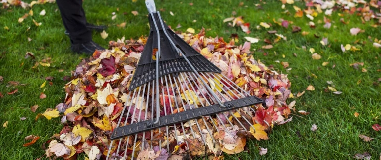 Fan rake pulling a pile of fall leaves across a green Saginaw lawn