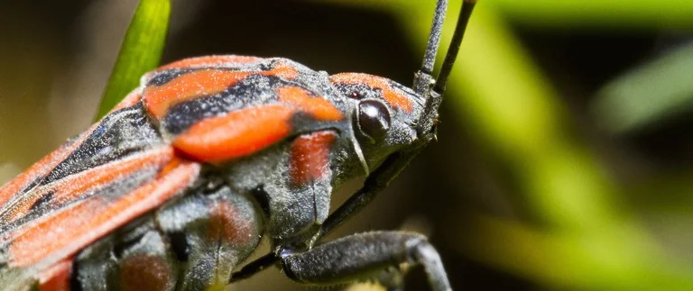 Close-up of a red and black lawn insect pest on grass