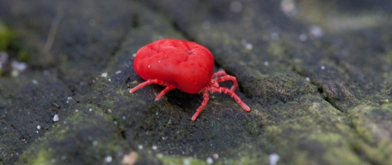 Close-up of a red clover mite crawling on mossy stone in Fort Worth