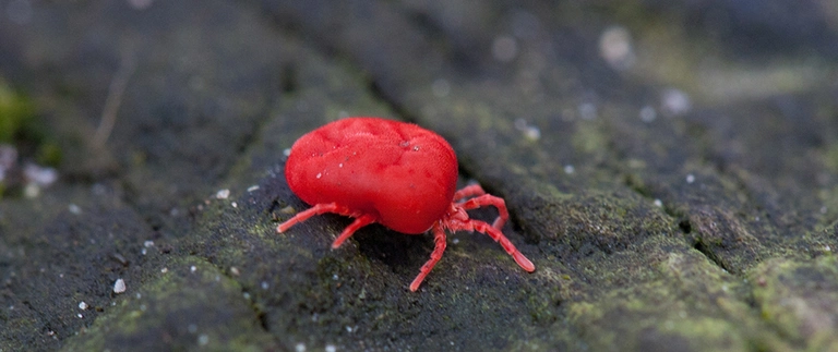 Bright red clover mite crawling on mossy stone, common lawn pest in Southlake