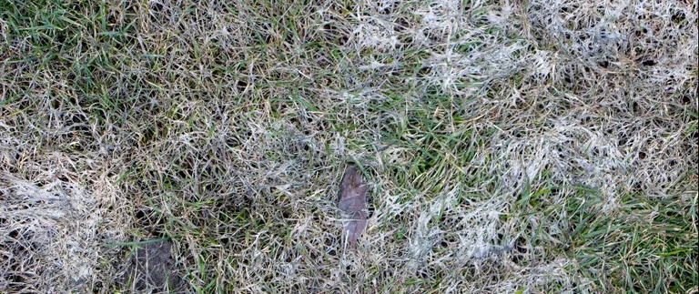 White fungal growth spreading across diseased lawn grass in Fort Worth