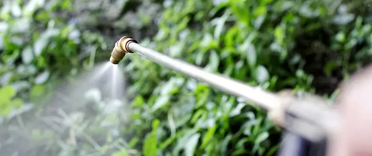 Brass spray wand applying treatment to green shrubs in Fort Worth yard