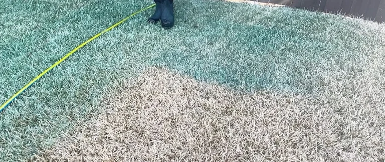 Lawn half sprayed with green-tinted weed control treatment showing untreated dormant grass, Fort Worth