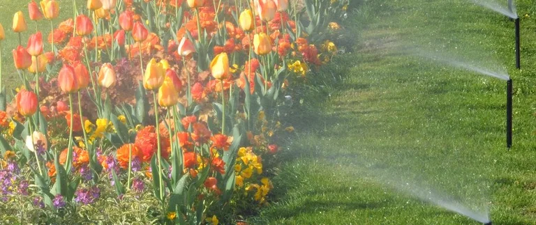 Sprinkler heads watering green lawn beside blooming tulip flower bed