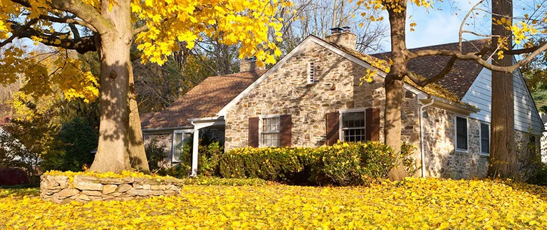 Stone home with lawn covered in fallen yellow leaves needing fall yard cleanup