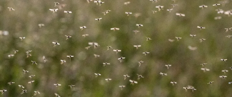 Swarm of mosquitoes outdoors