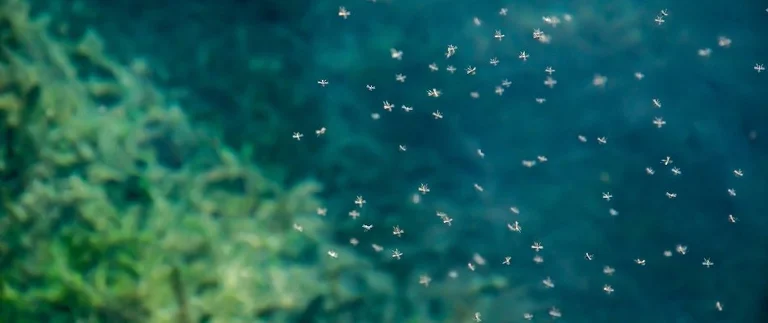 Swarm of mosquitoes hovering over water near green vegetation