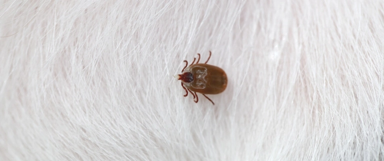 Close-up of a brown tick embedded in white pet fur