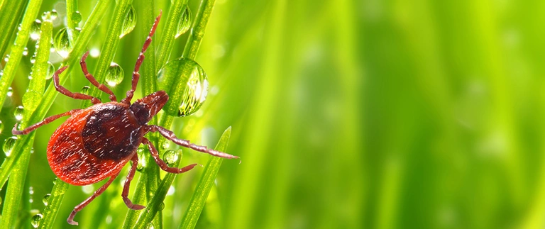 Close-up of a tick on dewy grass blades, lawn pest control in Westover Hills