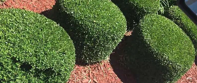 Neatly trimmed round boxwood shrubs in red mulch bed at a Fort Worth property