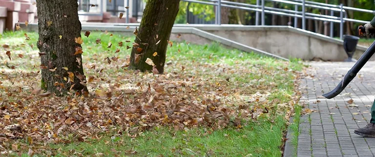 Backpack blower clearing fallen leaves from a lawn during a fall cleanup