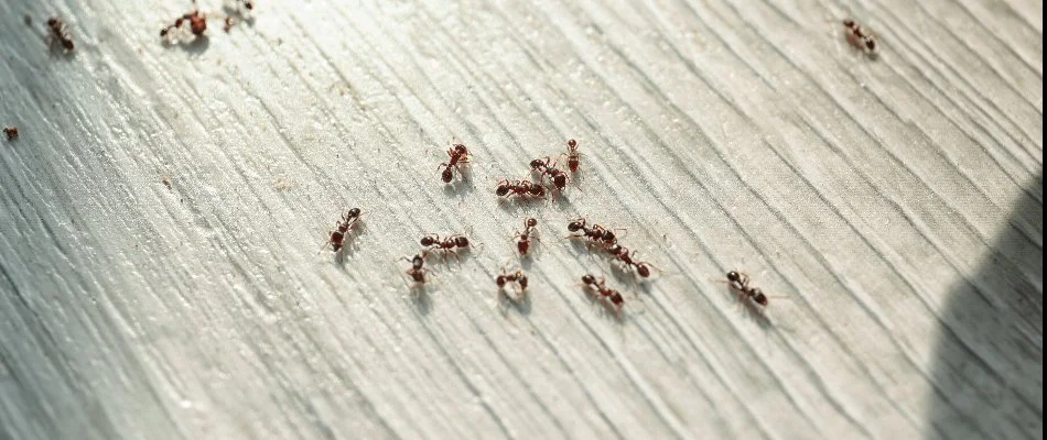 Ants on light gray flooring in Richland Hills, TX.