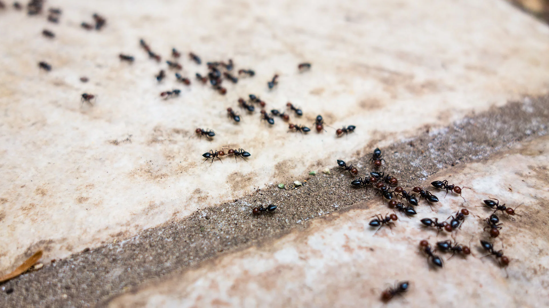 Read more about the article Fire Ants in the Fort Worth Area: Treatment, Prevention, and Real Costs