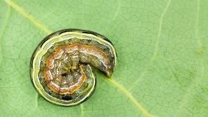 Read more about the article Armyworms Are Your Lawn’s Enemy – Don’t Let These Insects March Through Your Turf!