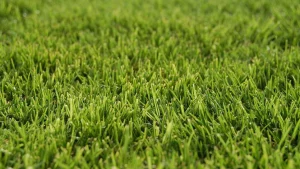 Read more about the article 5 Weeds That Commonly Infest Lawns in Keller, TX | Buffalo Outdoor
