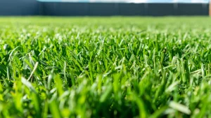 Read more about the article Make Sure to Always Use Fertilizer & Weed Control Treatments Together