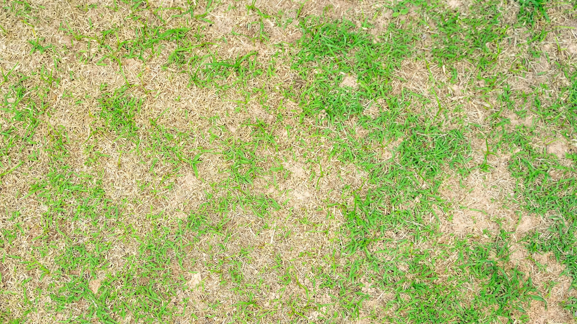 Discolored, damaged patches on a St. Augustine lawn at a Fort Worth, TX home