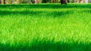 Read more about the article What Nutrients Does Your Lawn Need to Grow Healthy & Beautiful?