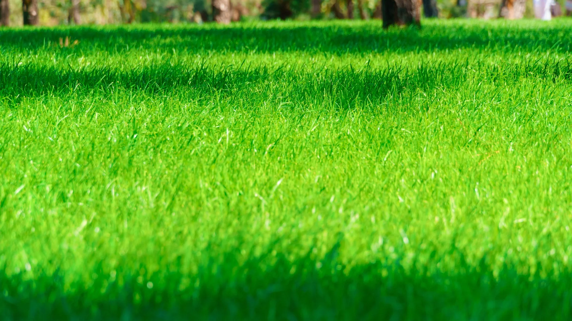 Read more about the article What Nutrients Does Your Lawn Need to Grow Healthy & Beautiful?